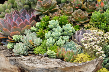 The close-up of succulent plants	