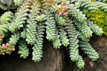 The close-up of succulent plants	