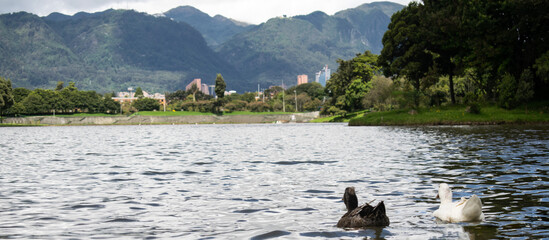 Patos nadando en el lago del parque Simón Bolivar en Bogotá, Colombia - Rascacielos del Centro al fondo - obrazy, fototapety, plakaty