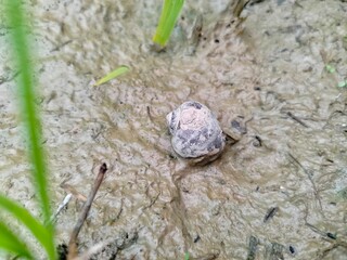 snail on muddy ground