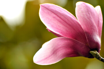 Fototapeta premium lovely magnolia blossom in springtime