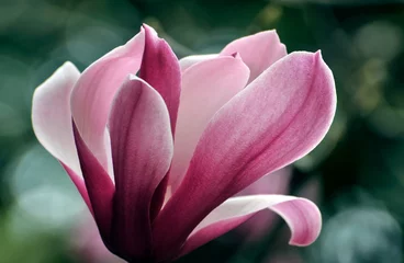 Zelfklevend Fotobehang  lovely magnolia blossom in springtime © 曹宇