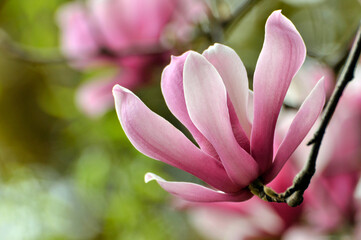Fototapeta premium lovely magnolia blossom in springtime