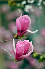 Obraz na płótnie Canvas lovely magnolia blossom in springtime