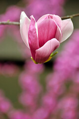 Fototapeta premium beautyful magnolia blossom in springtime