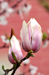 Fototapeta premium beautyful magnolia blossom in springtime