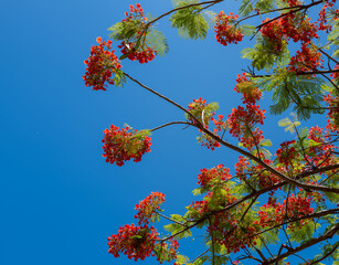 Red and Orange Tree Flowers with Green 
Fern Leaves Under Turquoise Blue Sky,
