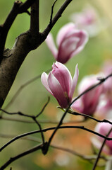 Obraz premium lovely magnolia blossom in springtime