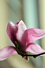  lovely magnolia blossom in springtime