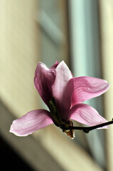  lovely magnolia blossom in springtime