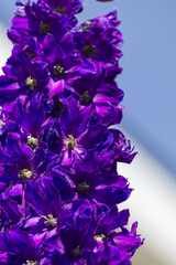 Fototapeta na wymiar Close Up of Blooming Delphinium