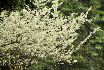 blossoming plum blossom in spring