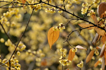 blossoming plum blossom in spring