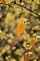 blossoming plum blossom in spring