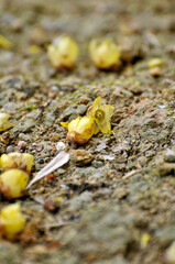 fallen wax plum buds on the ground

