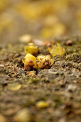 fallen wax plum buds on the ground

