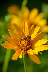 bee on yellow flower