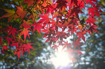 紅葉した木々