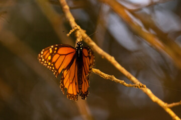 Monarch butterfly (Danaus plexippus) with a tattered / damaged wing at sunset in Sarasota, Florida