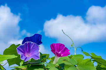 朝顔と夏の空