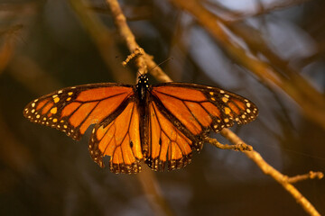 Monarch butterfly (Danaus plexippus) with a tattered / damaged wing at sunset in Sarasota, Florida