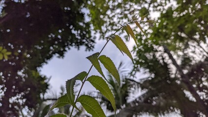 leaves in the wind