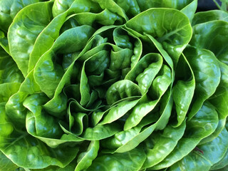 close up of green lettuce