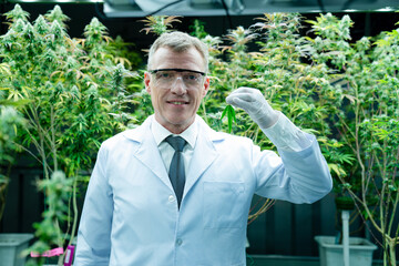Portrait of senior scientist checking cannabis plants in a greenhouse, Marijuana research.