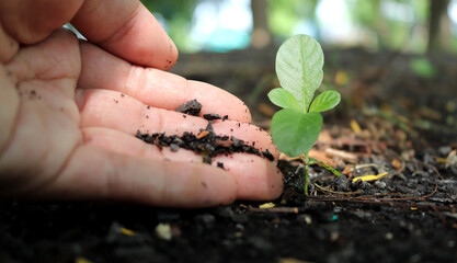 One hand cares for the saplings to become strong trees. World Environment Day concept, take care of seedlings to grow, preserve the world, grow trees to reduce global warming.