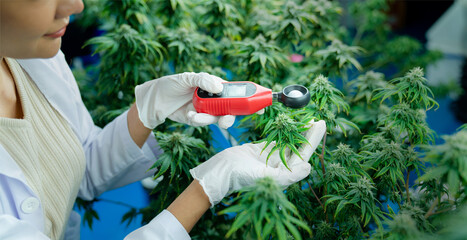 Fototapeta premium Professional scientist researchers and checking cannabis plants in a hemp field, Marijuana research.