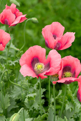 Pink poppies in the summer garden