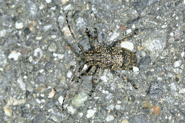 ゴマフカミキリ（長野県･松本市）
