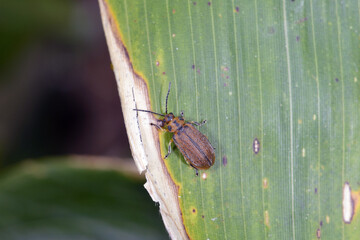 ニレハムシ（北海道・知床）
