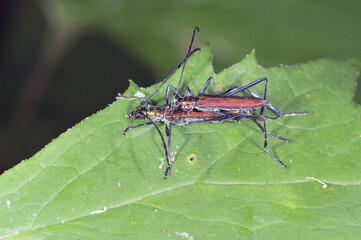 交尾するミドリカミキリ（北海道・知床）
