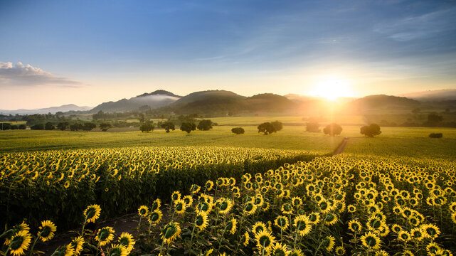 Sunflower plantation at sunrise with gigantic field in Nakhon Ratchasima, Thailand.