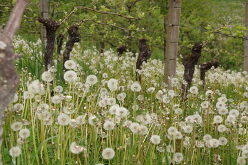 Obraz premium Pusteblumen von Löwenzahn in einem Weingarten. Sehr, sehr viele Pusteblumen! Und der Wein ist erstklassig! 
