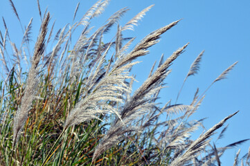 Obraz premium Wild reed flower detail at sunset, sun rays shining through dry reed grasses