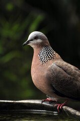 lovely dove 