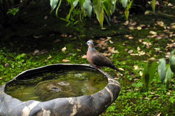 lovely dove 