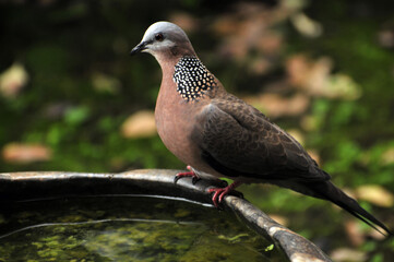 Obraz premium lovely dove 