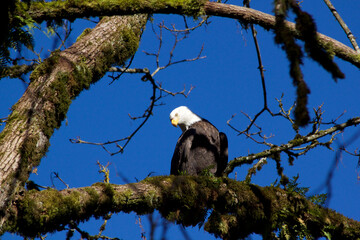 Perching Eagle