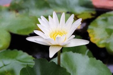 White yellow lotus blooming with green leaf in water pond background
