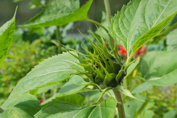 Green sunflower bud. An unblown sunflower in the garden. Close-up