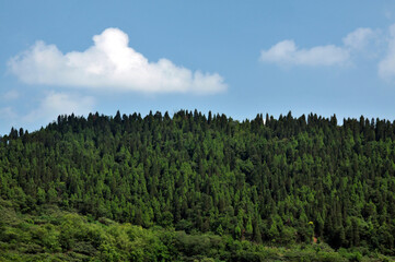 landscape with trees and clouds