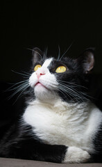 black and white cat Portrait