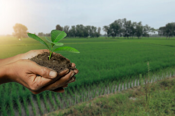 plant in hand , earth day concept. 
