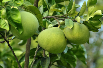  pomelo on the tree.