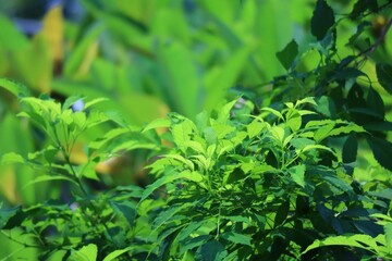 close up of leaves