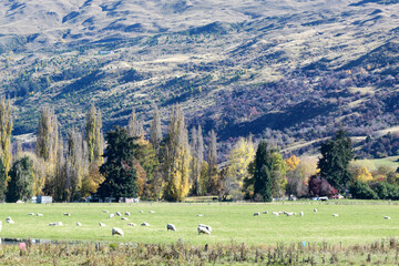 Fototapeta na wymiar sheeps in the field
