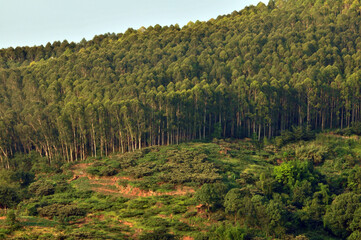 forest in the mountains